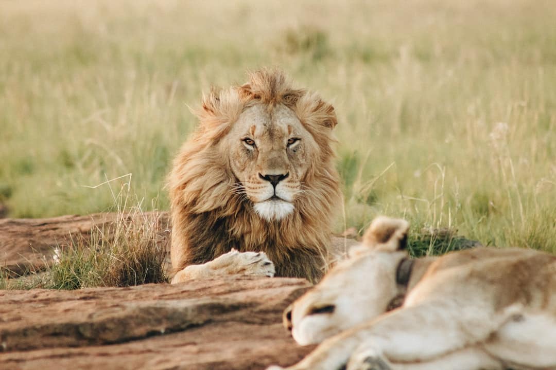 découvrez l'aventure ultime avec notre safari inoubliable. explorez des paysages sauvages, observez des animaux majestueux dans leur habitat naturel et vivez des moments extraordinaires en pleine nature. rejoignez-nous pour une expérience qui éveillera vos sens et vous rapprochera de la faune.